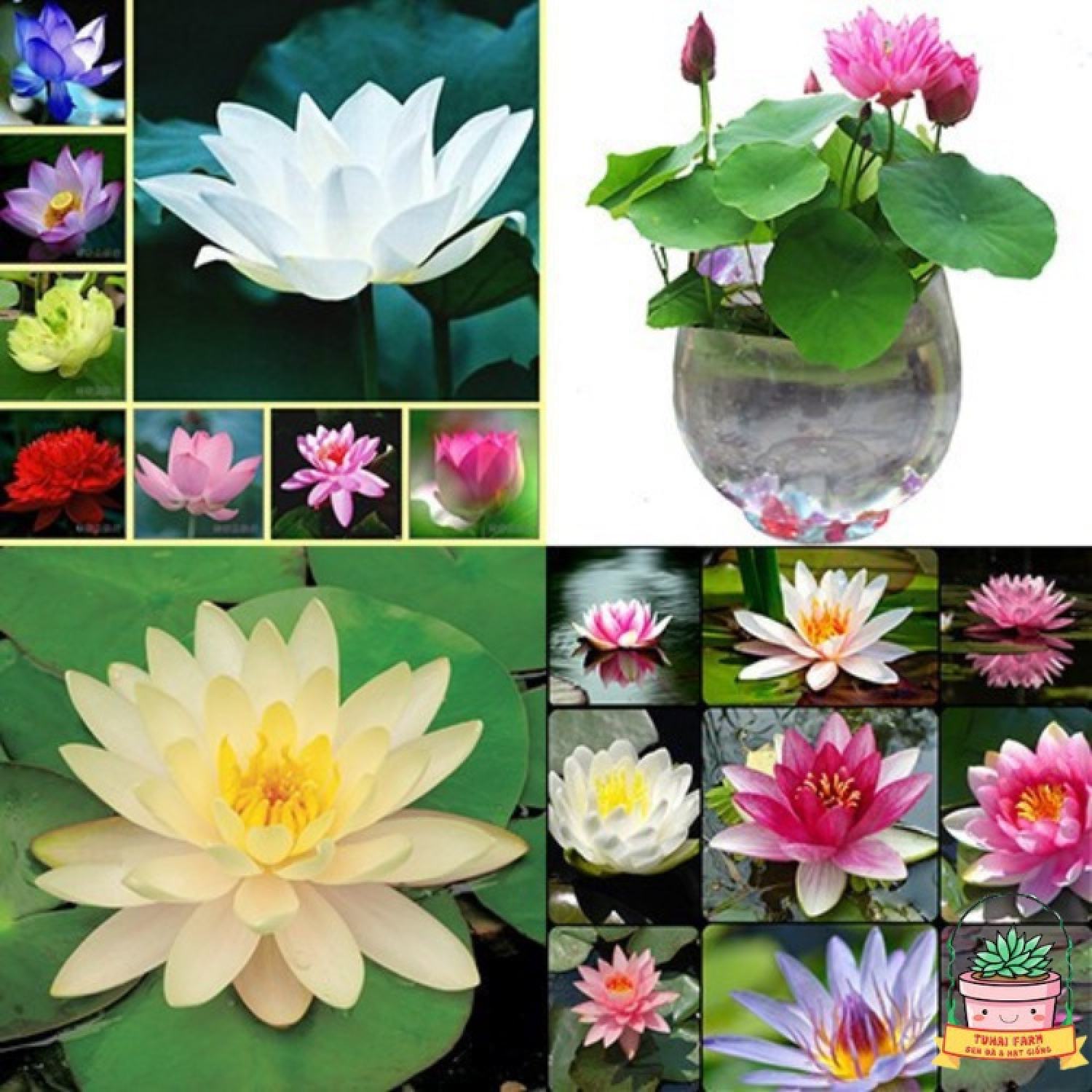 Hạt giống sen nhật mini - đã cắt đầu - - bao nảy mầm
