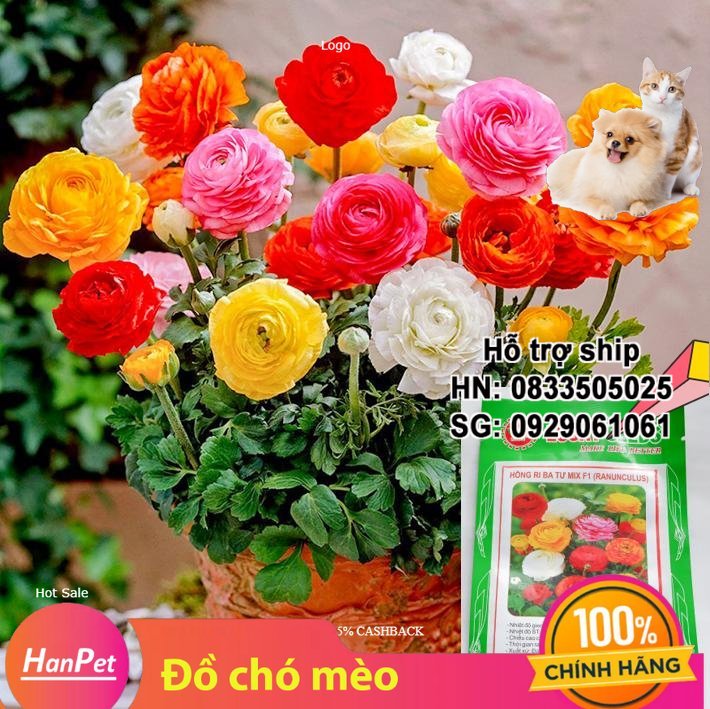 Hanpet - (HOA TRONG NHÀ) Hạt giống Hoa hồng ri Ba Tư (loại hoa to nhiều màu) Combo 20 hạt phù hợp khí hậu nhiệt đới