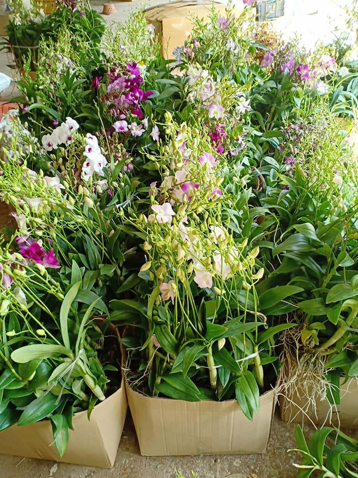 COMBO 3 CÂY LAN DENDRO ĐỦ MÀU, CÂY GIỐNG SẮP RA HOA, VÔ CÙNG KHỎE ĐẸP, GIÁ SIÊU RẺ