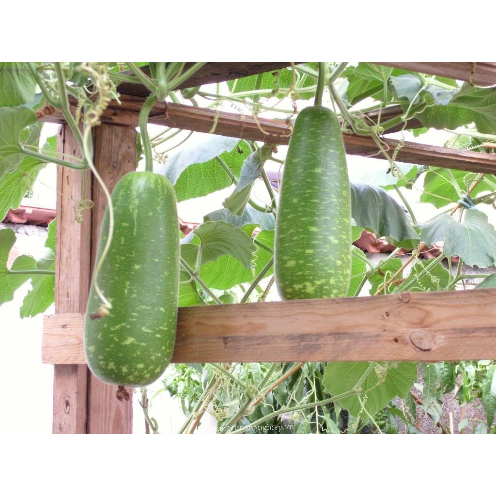 Hạt giống bầu sao quả ngắn F1 - 10 hạt, chất lượng sản phẩm đảm bảo và cam kết hàng đúng như mô tả