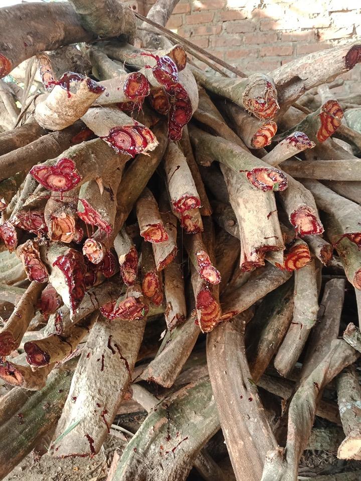 Cây Huyết Đằng -Cây Bổ Máu 2kg