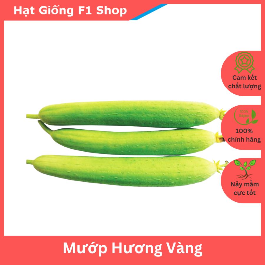 Hạt Giống Mướp Hương Vàng Lai F1 Thơm Ngon