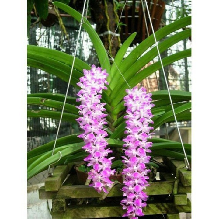 3 CÂY  LAN ĐUÔI SÓC TÍM RỪNG LÀO