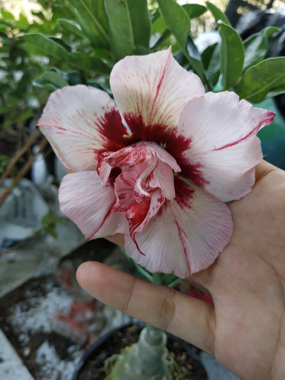 Sứ Solite Một Cốt, Cao 20-30cm - Cây Sứ Thái, Cây Chơi Củ