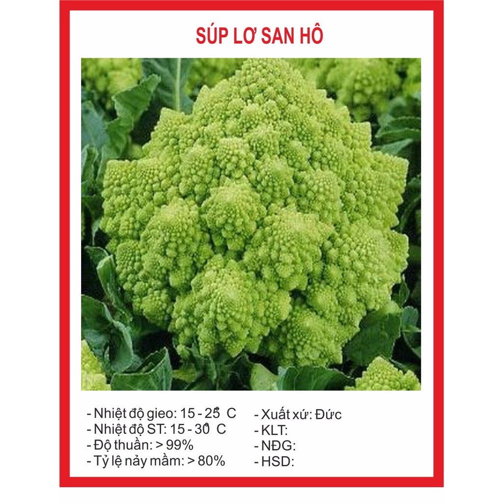 Hạt giống súp lơ san hô - 20hạt
