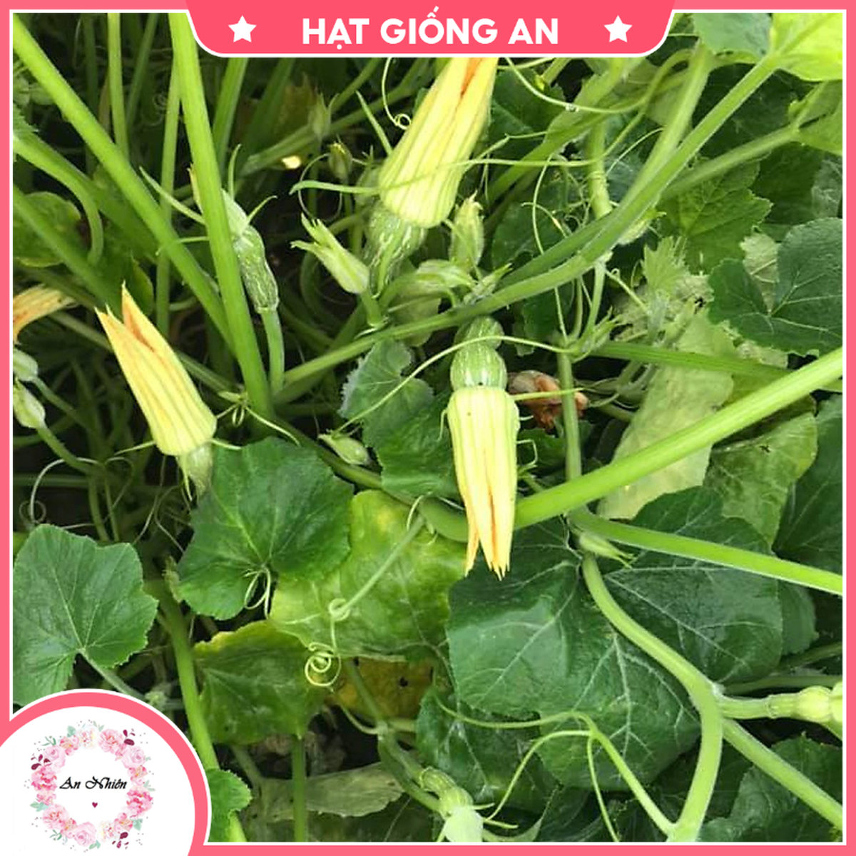 Hạt giống bí ăn nụ tn - hạt giống an1