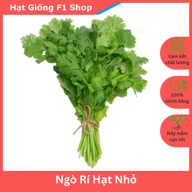 Hạt Giống Ngò Rí Hạt Nhỏ Dễ Trồng