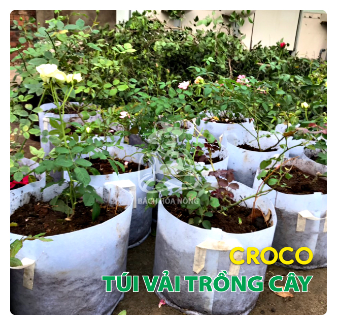 Túi vải trồng cây croco 30cm x 25cm - "giá xưởng"
