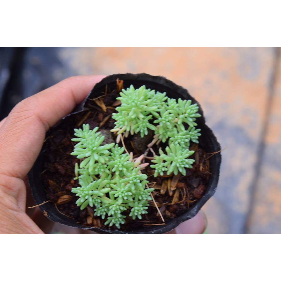 Sen đá sedum, chất lượng đảm bảo an toàn đến sức khỏe người sử dụng, cam kết hàng đúng mô tả