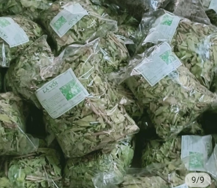 Lá vối trà lá vối 1kg sạch phơi khô tự nhiên mới hái
