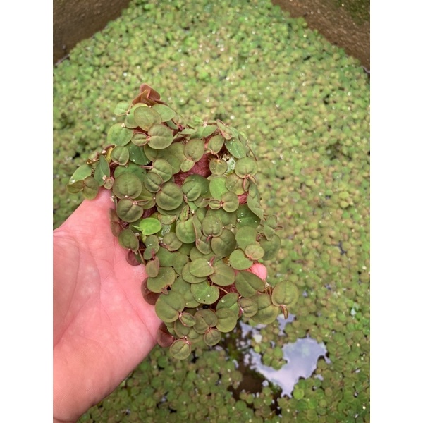 Bèo rễ đỏ – red root floater - bèo táo - oxy hóa, khử nitơ cho bể cá - 20k/15-20 cây