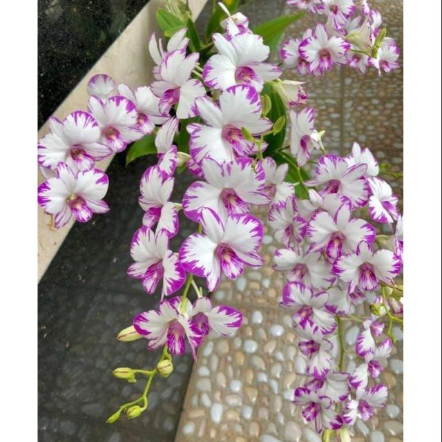 Chậu cây lan Dendro chớp Enobi - chớp sữa