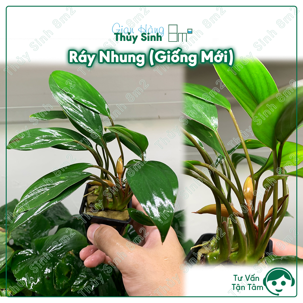 Ráy nhung, cây thủy sinh không co2, trung cảnh | cây bán cạn terrarium | 8m2
