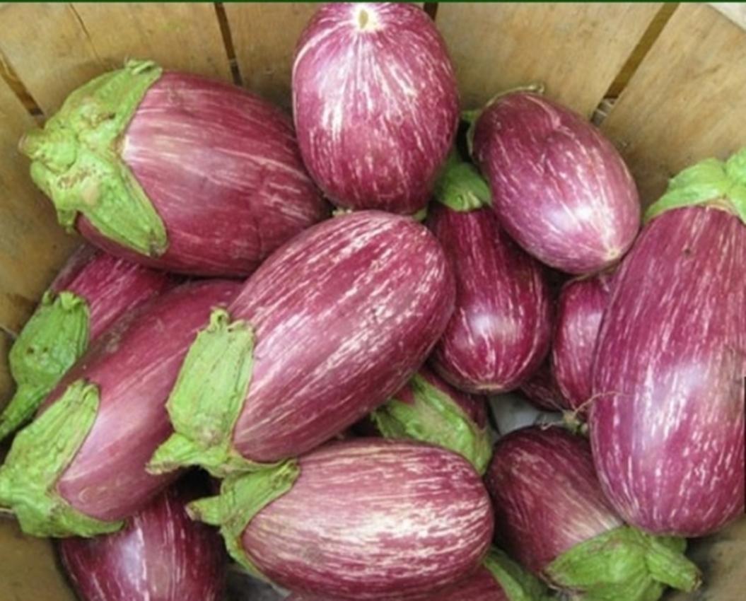 Hạt giống Cà Tím sọc