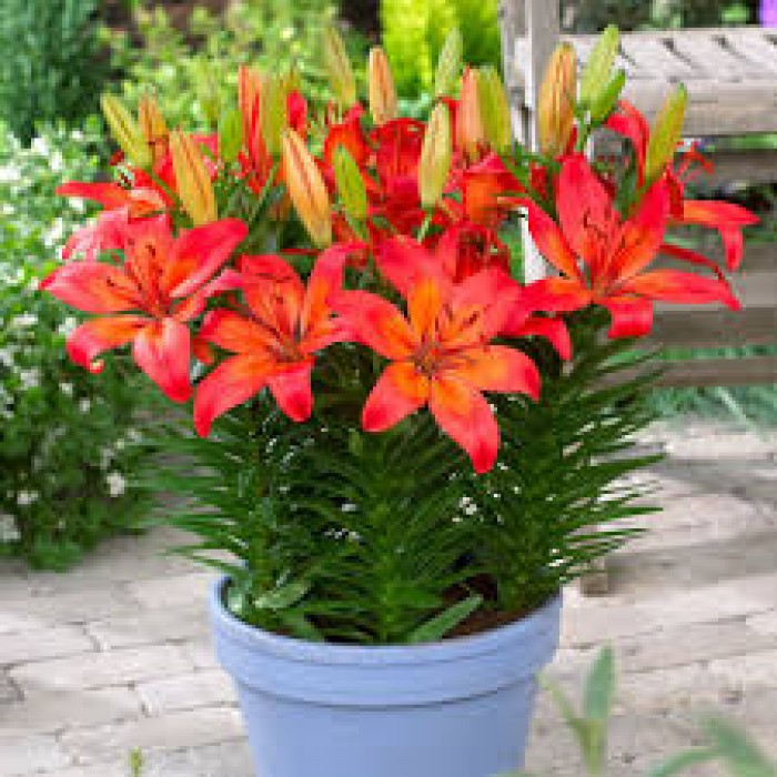 Bộ 5 củ giống hoa ly lùn hoa màu đỏ