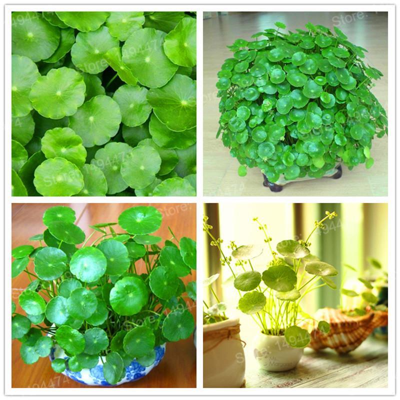 - Hạt giống cỏ đồng tiền giá rẻ