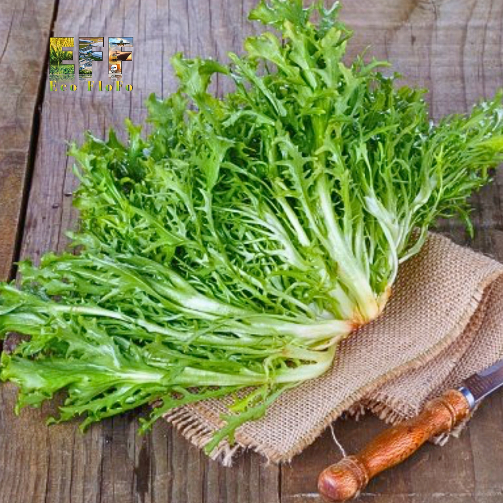 1 Thùng 6Kg Xà Lách Giống Pháp (Frisée) Eco FloFo Đạt Chuẩn VietGAP (Chỉ Bán Hàng Loại A+ Được Tuyển Chọn Để Xuất Khẩu)