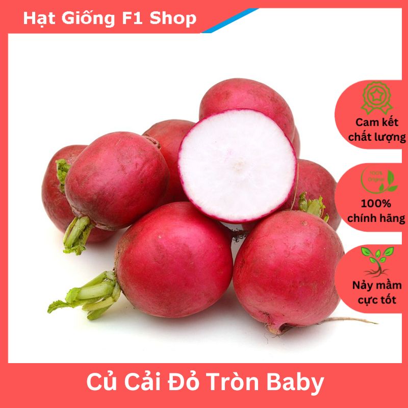 Hạt giống củ cải đỏ tròn baby trồng chậu