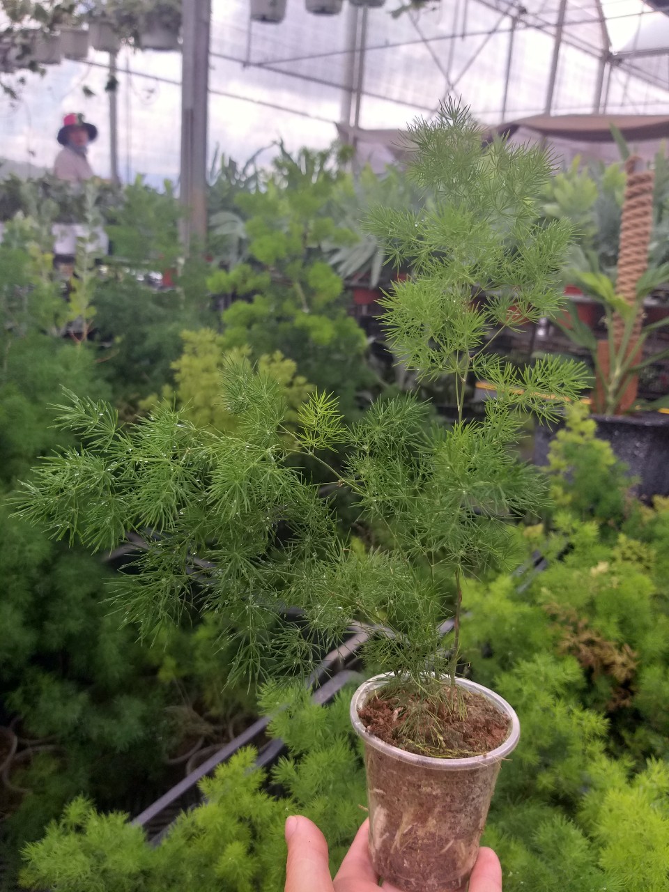 Cây tùng nho ( tùng gai)  - Ming Fern chậu ly