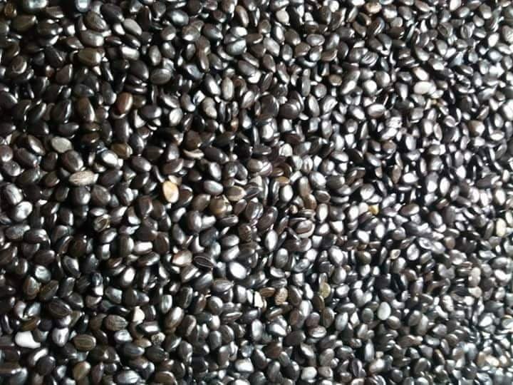 Hạt giống keo lai tuyển chọn