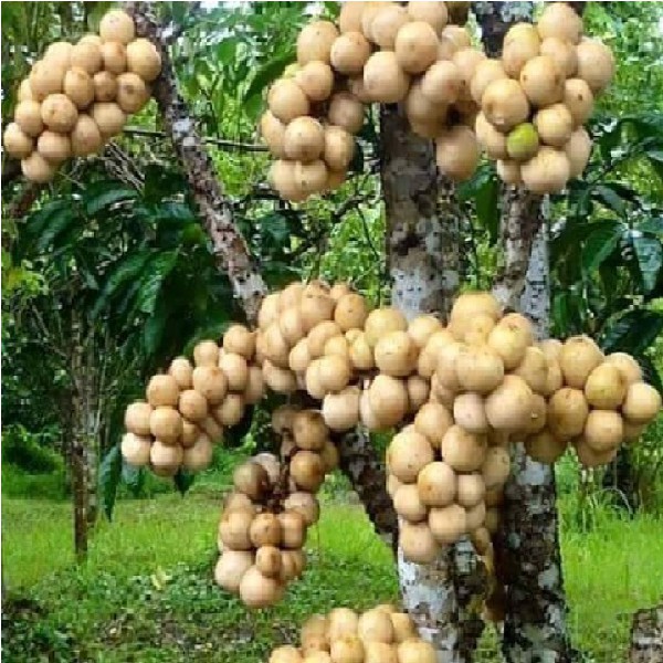 Cây Giống Bòn Bon Thái Lan