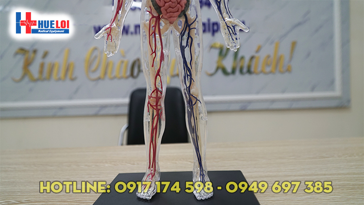 Mô hình giải phẫu cơ thể người 4D  Thiết Bị Y Tế Huê Lợi