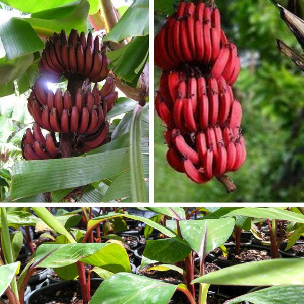 Cây chuối đỏ giống