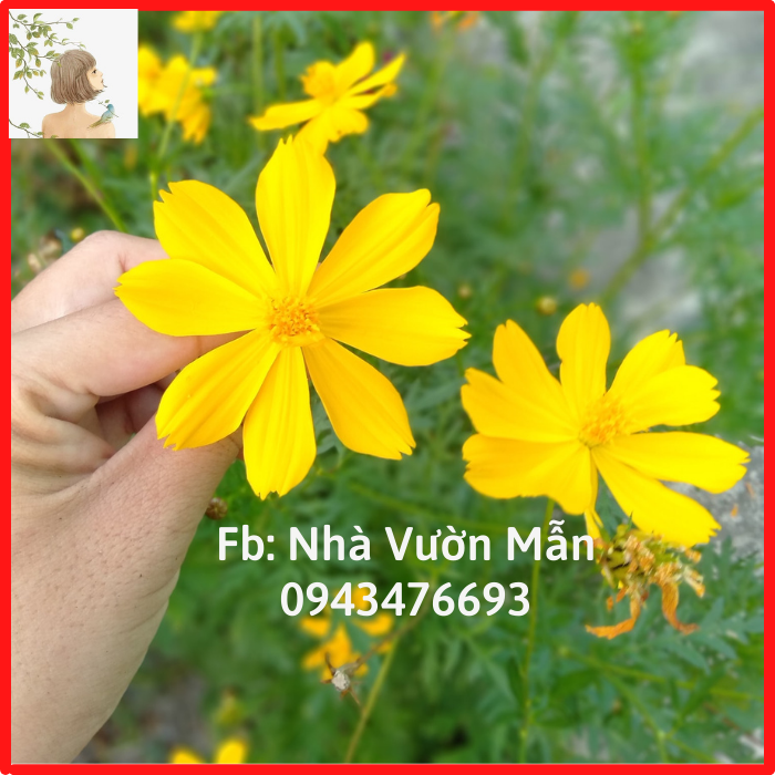 50 hạt hoa sao nhái