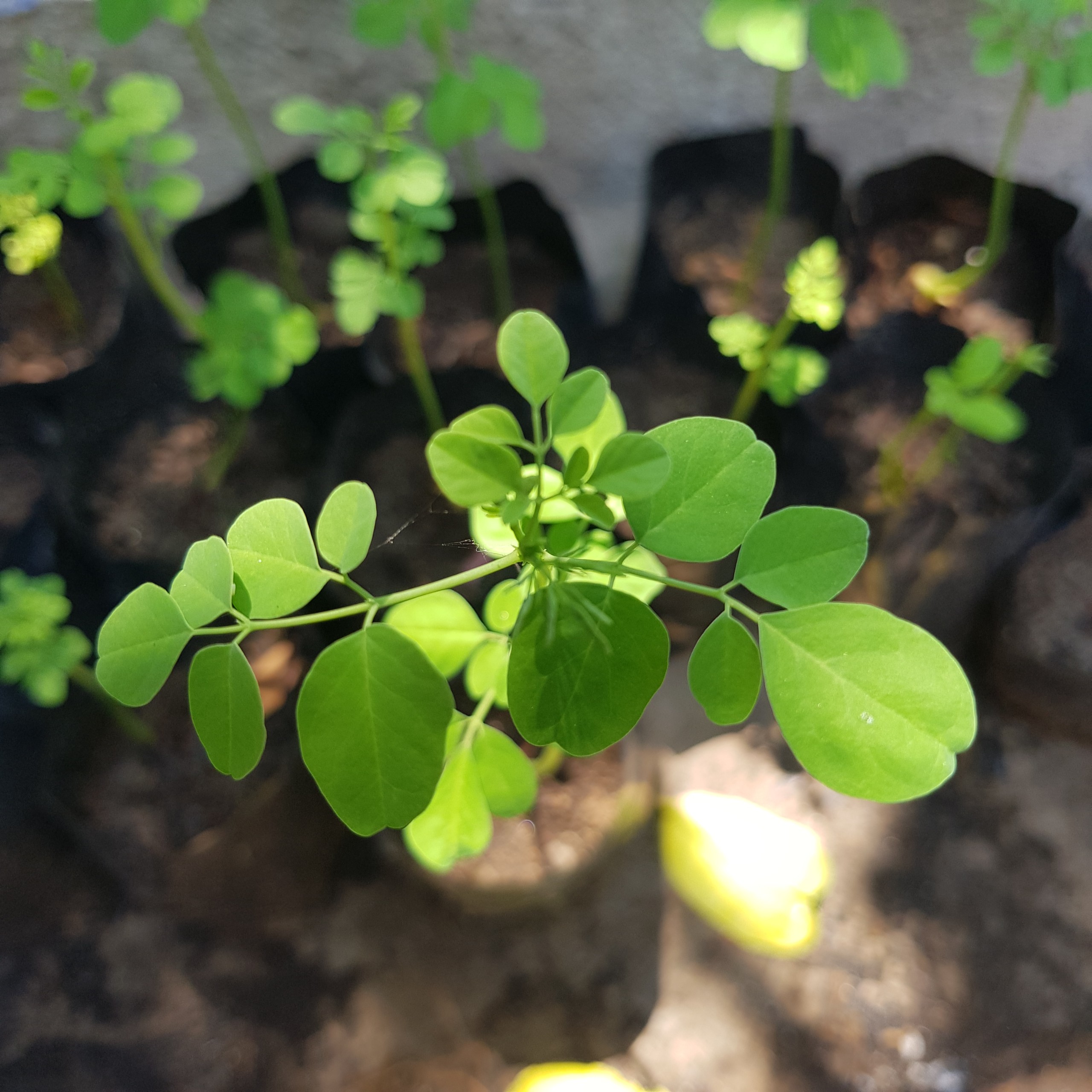 Cây giống chùm ngây