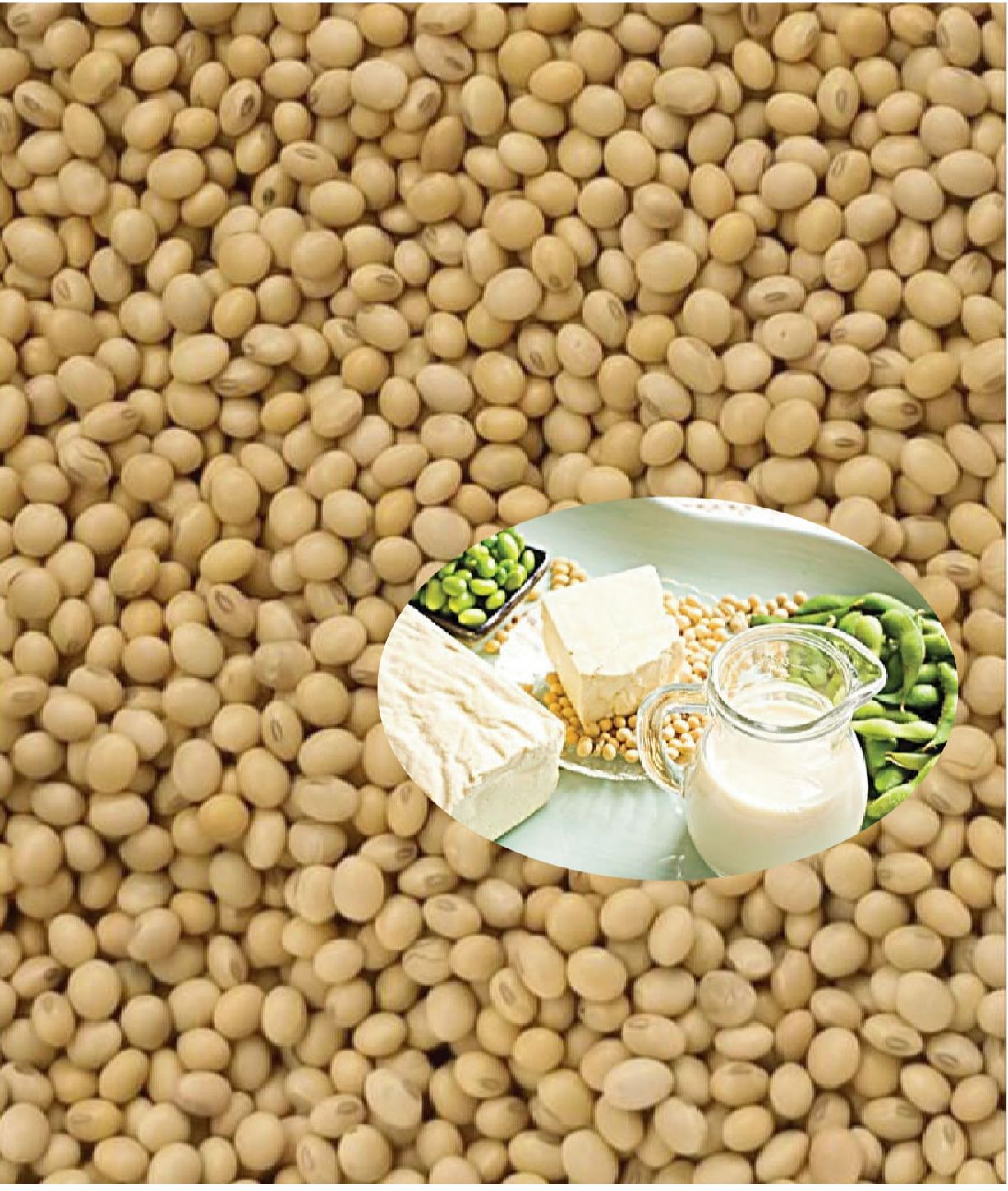 Đậu nành - Đậu tương hữu cơ nguyên hạt to đẹp. Túi 1 kg