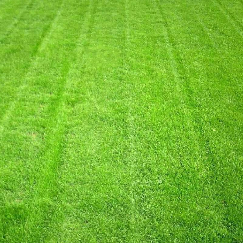 [Mới] - Hạt giống cỏ nhung nhật