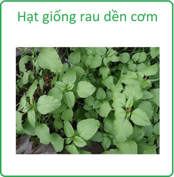 Hạt giống rau dền cơm 10gr
