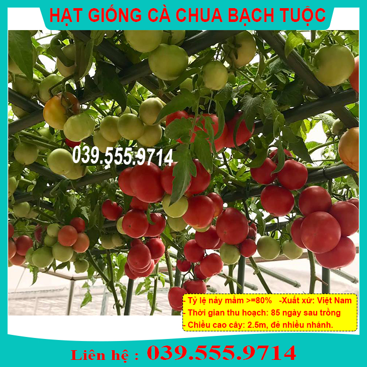 Hạt giống cà chua bạch tuộc giống chuẩn, chất lượng cao