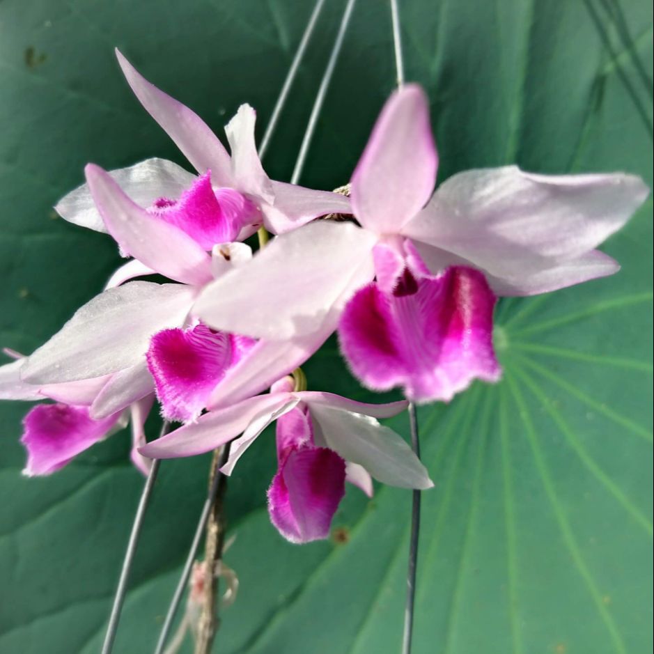 Lan phi điệp tím các vùng miền 1 kie