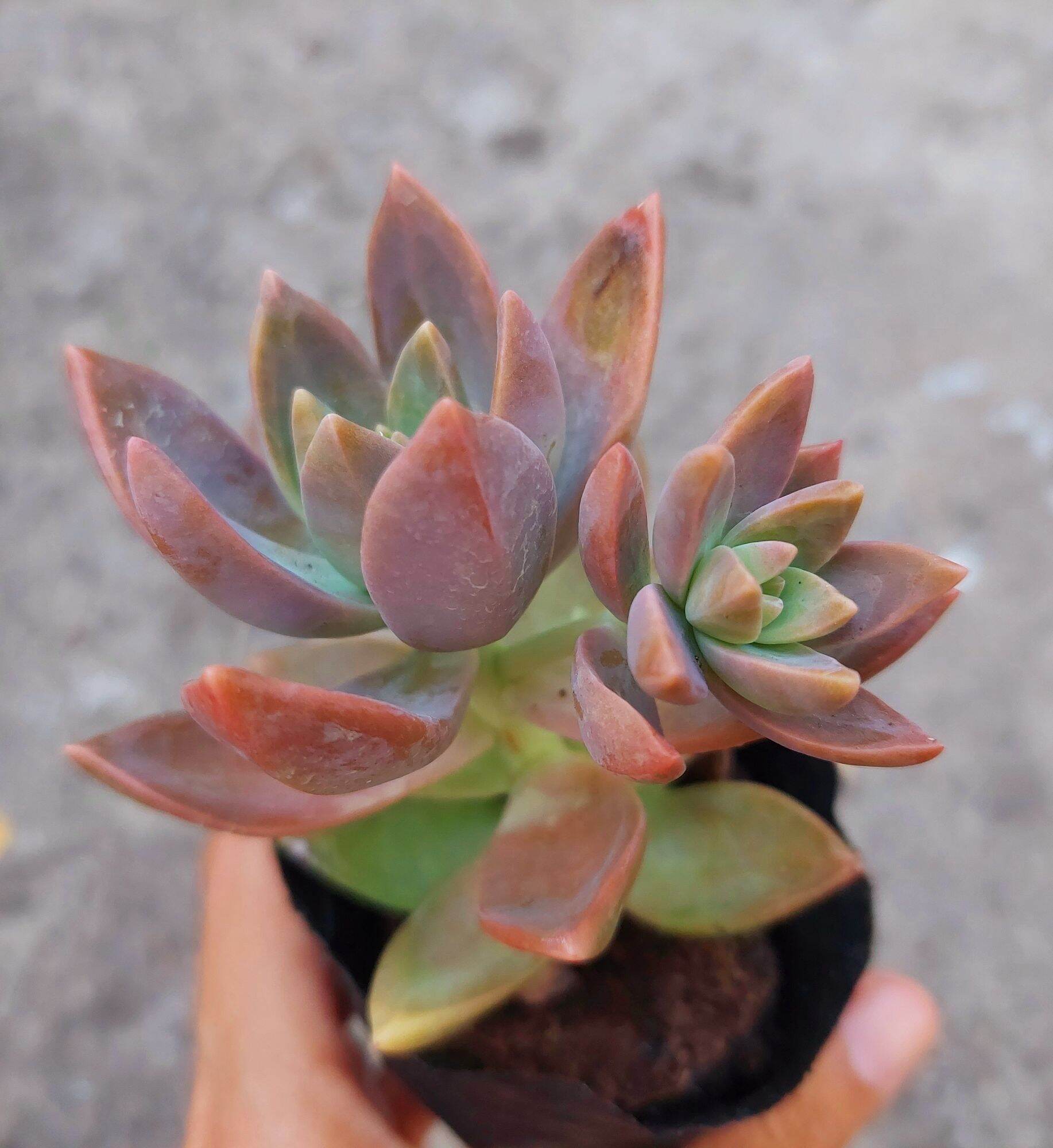 Sen đá đỏ lá lớn size bầu
