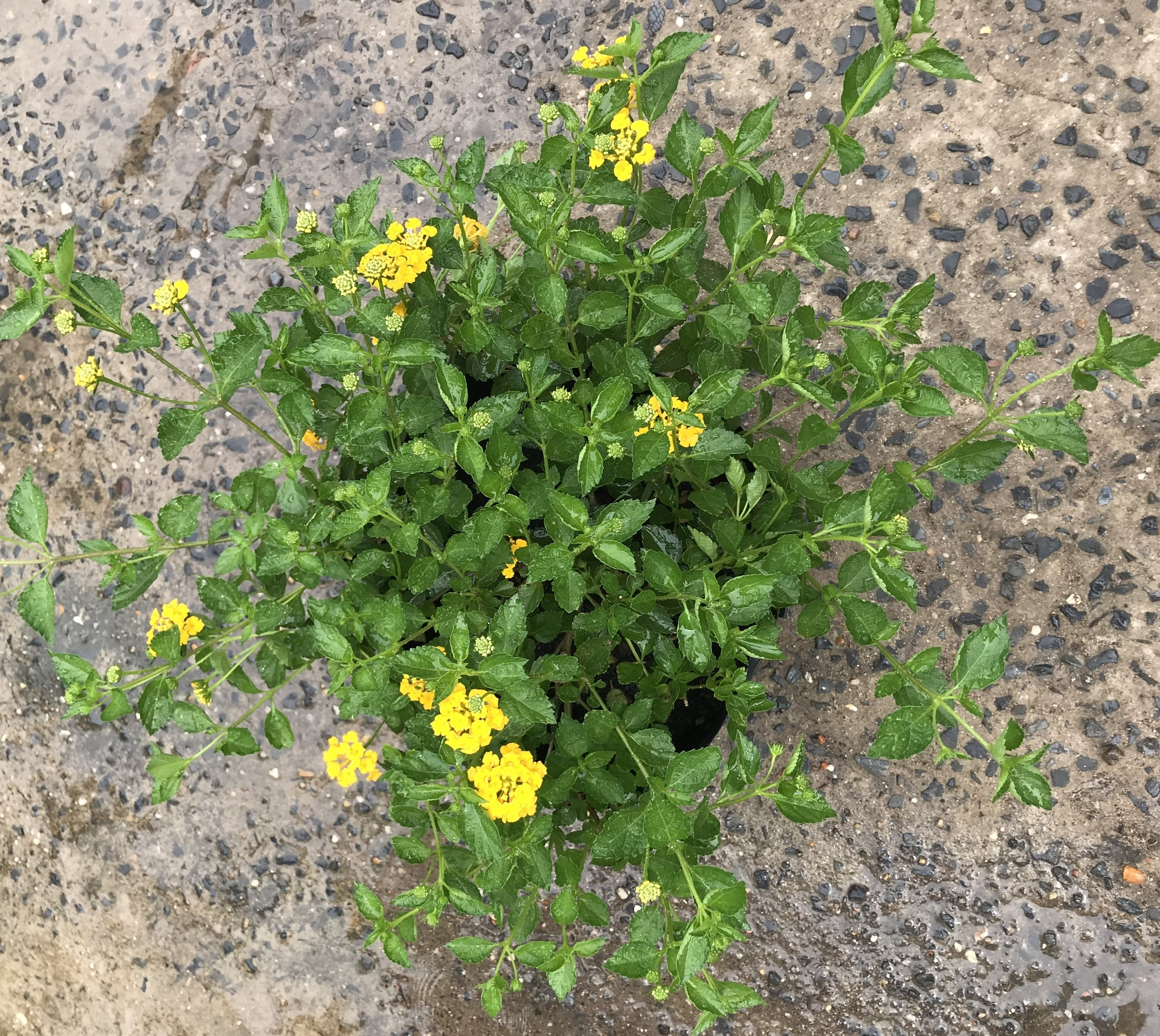 Cây hoa ngũ sắc vàng gốc to tán rộng