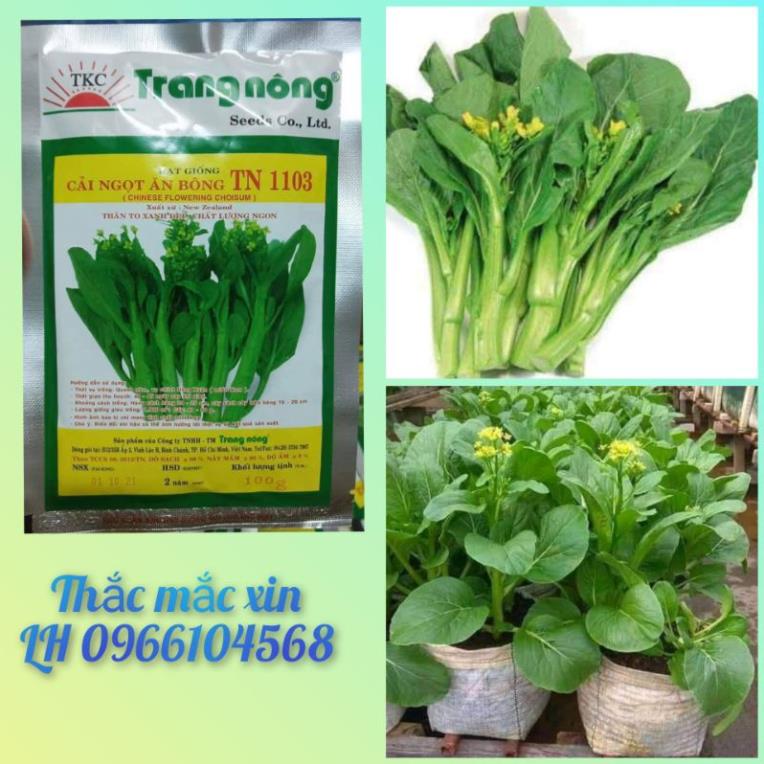 100gr hạt giống cải ngồng ngọt Trang Nông TN1103