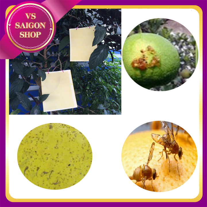 SET 50 MIẾNG DÁN SIÊU DÍNH: Bẫy Côn Trùng Sinh Học, Bảo Vệ Môi Trường, Tiết Kiệm Chi Phí