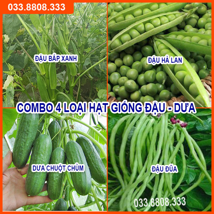 Bộ 4 hạt giống đậu đỗ dưa chuột