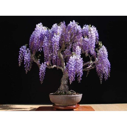 Cây giống Hoa Tử Đằng Thân Gỗ