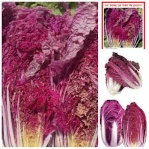 Hạt Giống Rau Cải Thảo Tím F1. Túi 0.2 gram - Chất Lượng Cao - Dễ Trồng .