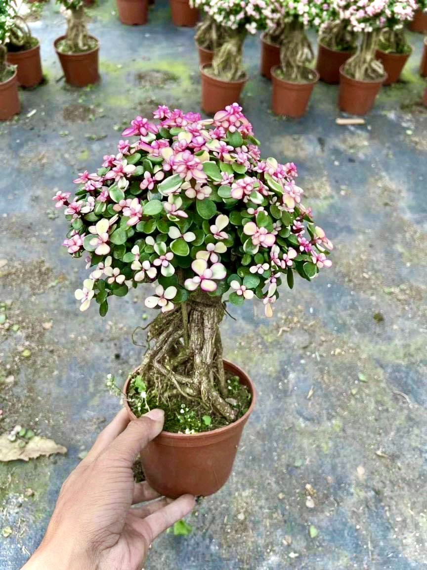 Cây sen đá đô la bonsai - cây kim chi