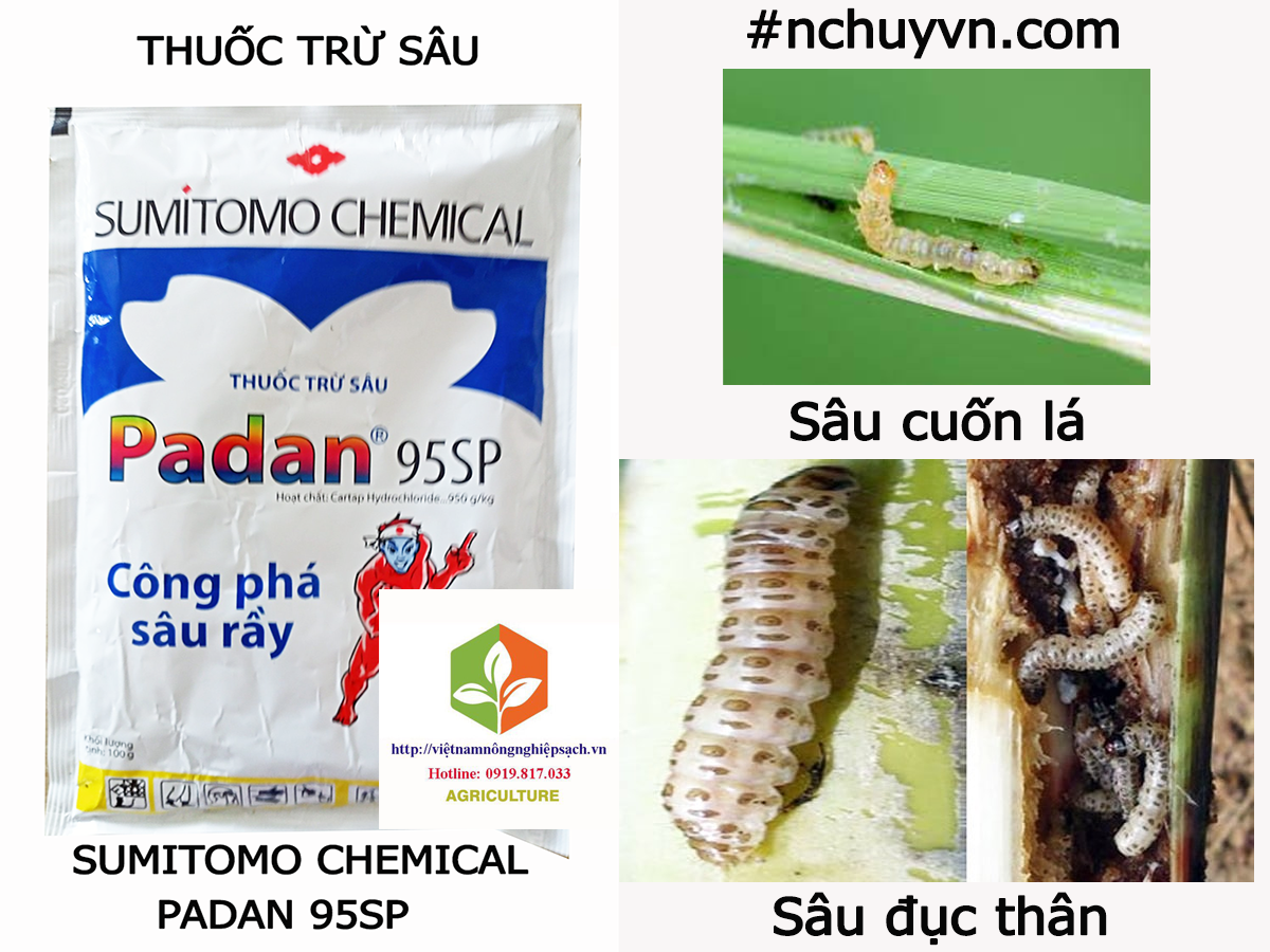 T-h-u-ố-c trừ sâu padan 95sp – công phá sâu rầy