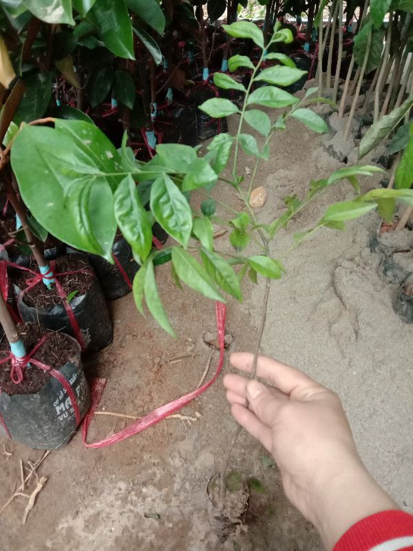 combo 2 cây móc mật + Tặng 02 Cây Quế Giống