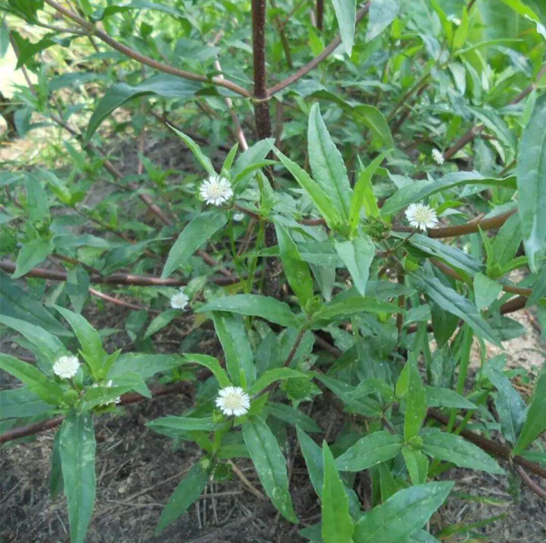 [Chỉ giao HCM 1 ngày tới] Nửa kg thân lá cây Nhọ Nồi tươi, đóng gói hút ẩm, đảm bảo đến tay khách hàng vẫn tươi nguyên (cây Cỏ Mực)