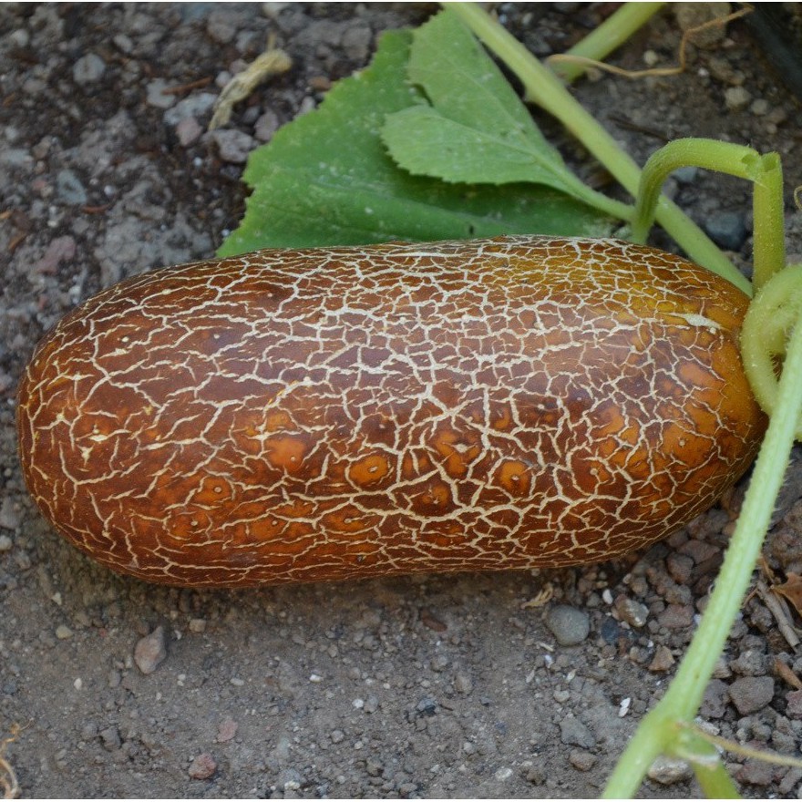 Hạt giống dưa chuột đá