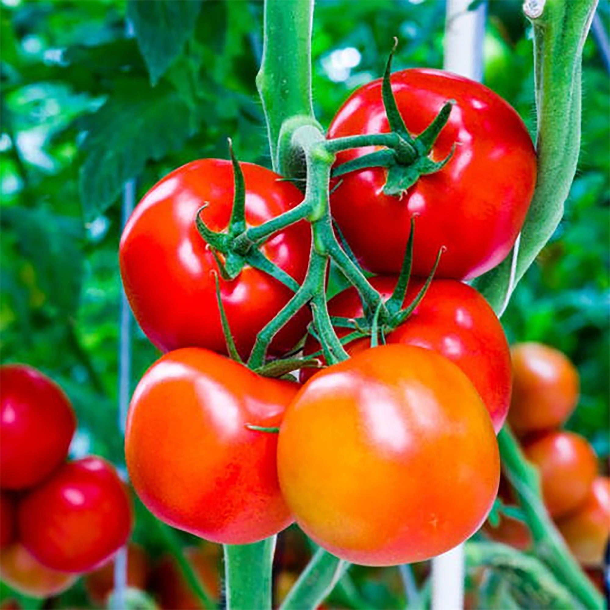 Hạt giống cà chua trái lớn gói 0.5g