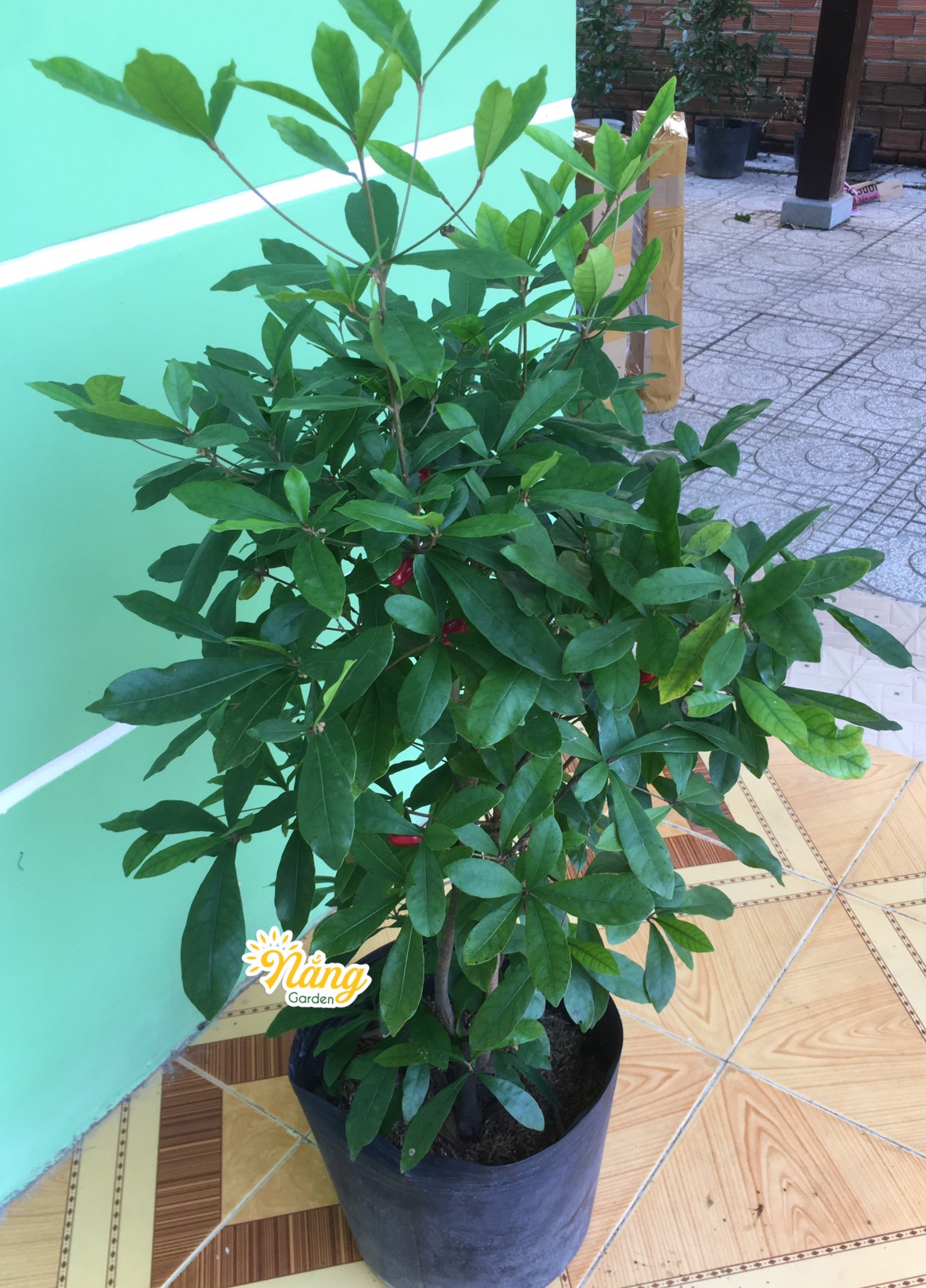 Cây Thần Kỳ VIP bầu to ( sẵn trái)