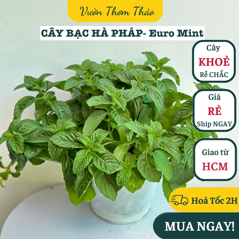 Chậu cây bạc hà pháp- euro mint, mùi bạc hà rất đậm ,, cây gia vị âu, cây hương liệu đuổi muỗi trồng chậu nhựa có sẵn bầu đất trồng, vườn thơm thảo
