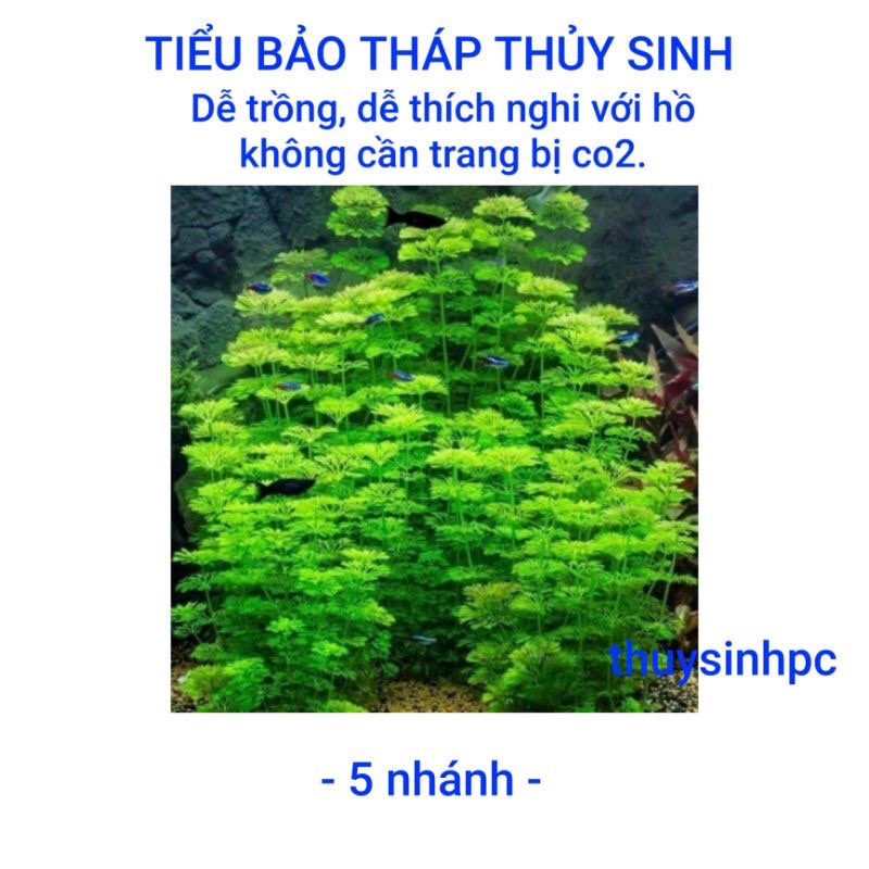 Phần 15 nhánh Tiểu bảo tháp trang trí bể thủy sinh, cá, tép, tiểu cảnh, hòn non bộ